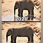 Der Babyelefant ist noch gewachsen 😕